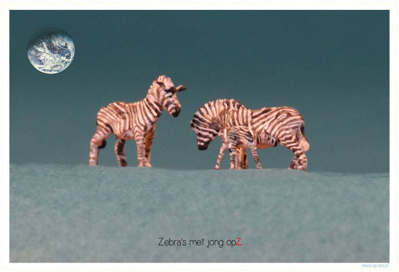 Zebra